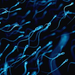 Spermien-Darstellung